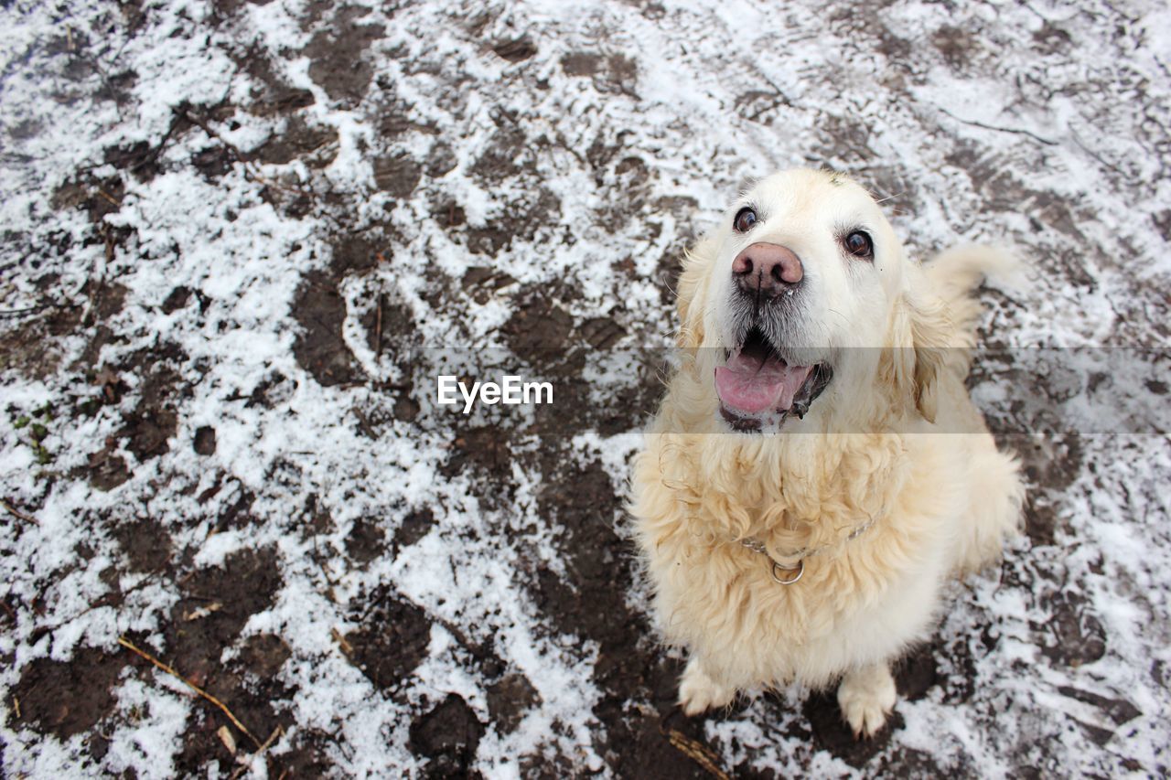 Portrait of dog in snow