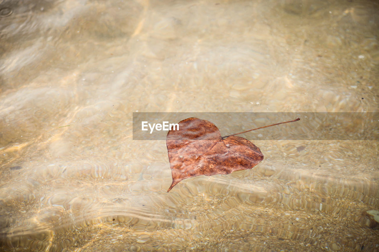 High angle view of dry leaf floating on sea