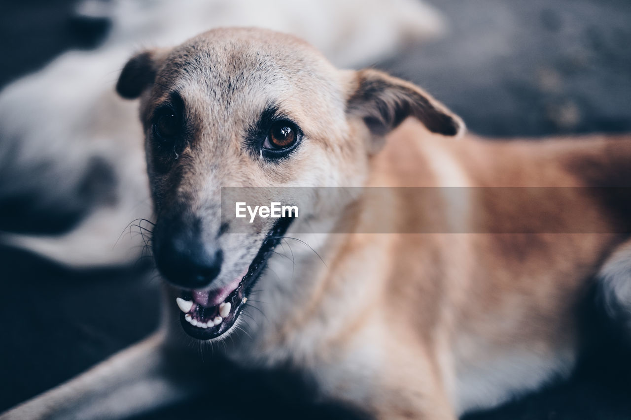 Close-up portrait of dog