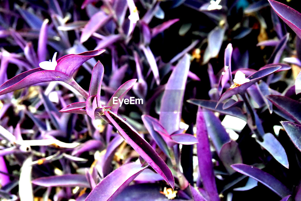 Close-up of purple flowering plants