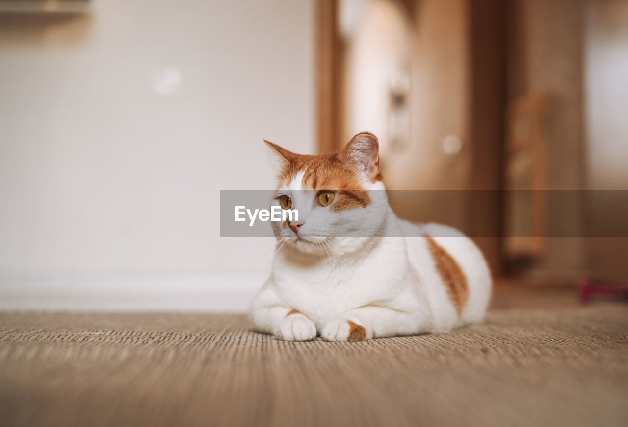 White and red domestic cat on floor in room at home