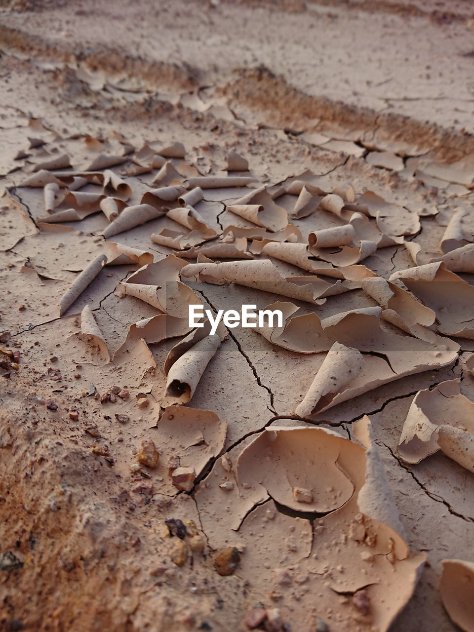 CLOSE-UP OF DRIED LEAVES ON BEACH