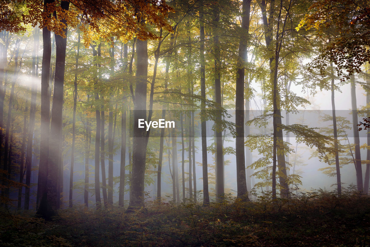 Trees in forest during autumn