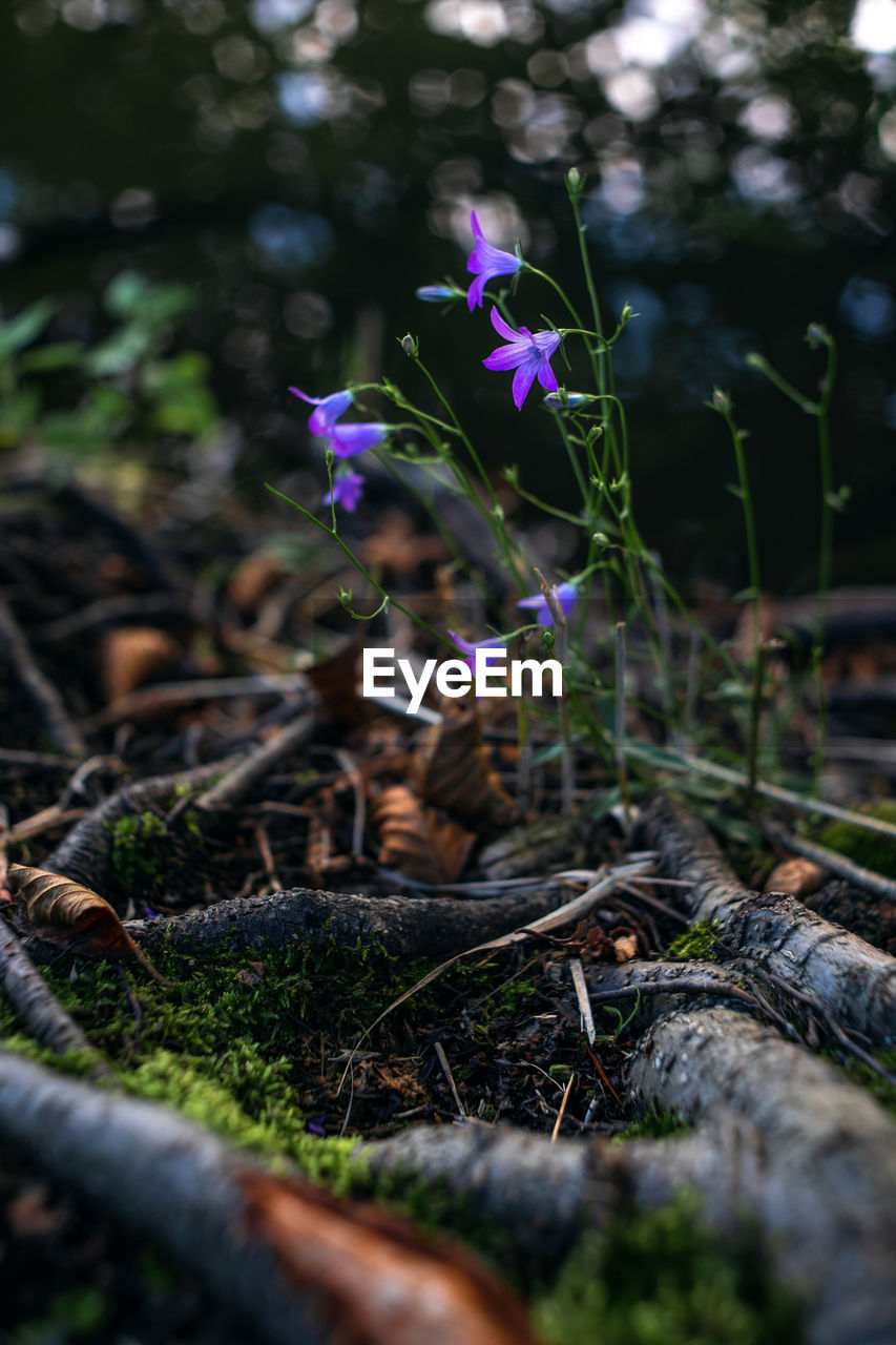 Close-up of purple flowering plant in the forest growing between tree roots