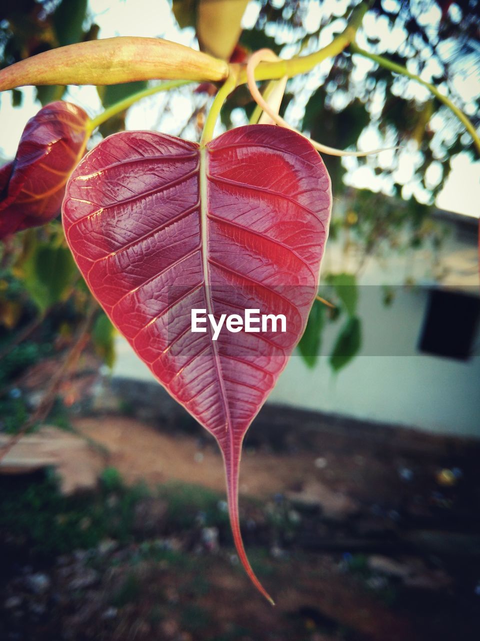 CLOSE-UP OF RED LEAF ON HEART SHAPE TREE