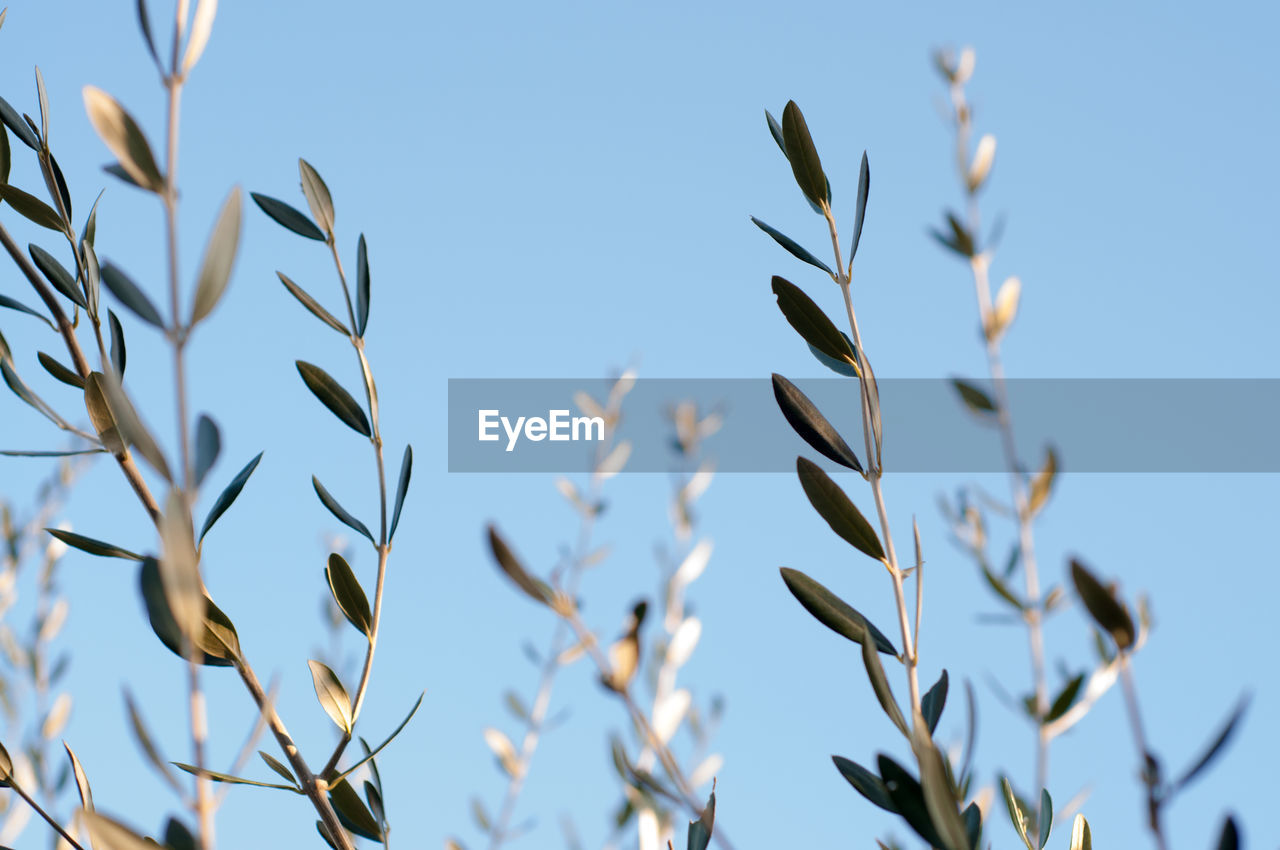 Low angle view of olive plants against clear blue sky