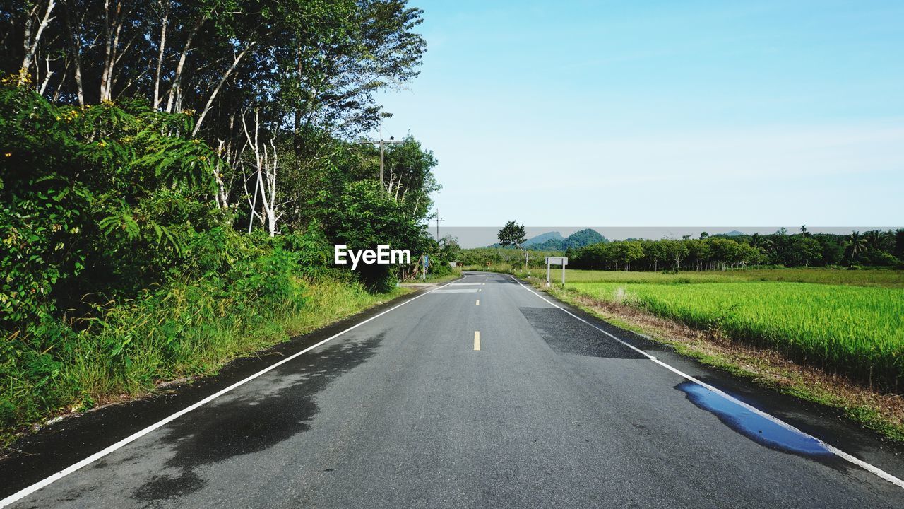 EMPTY ROAD ALONG TREES