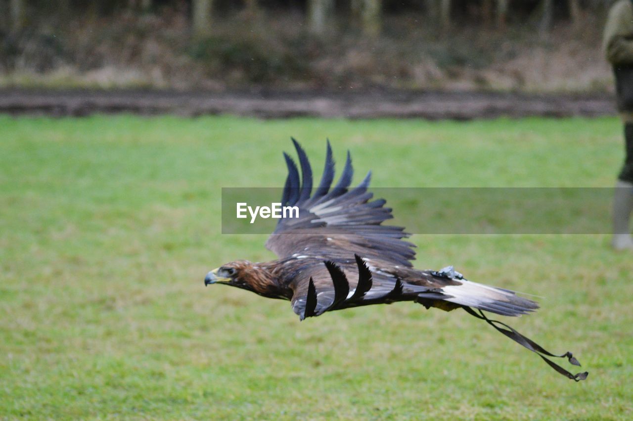 Golden eagle flying over grassy field