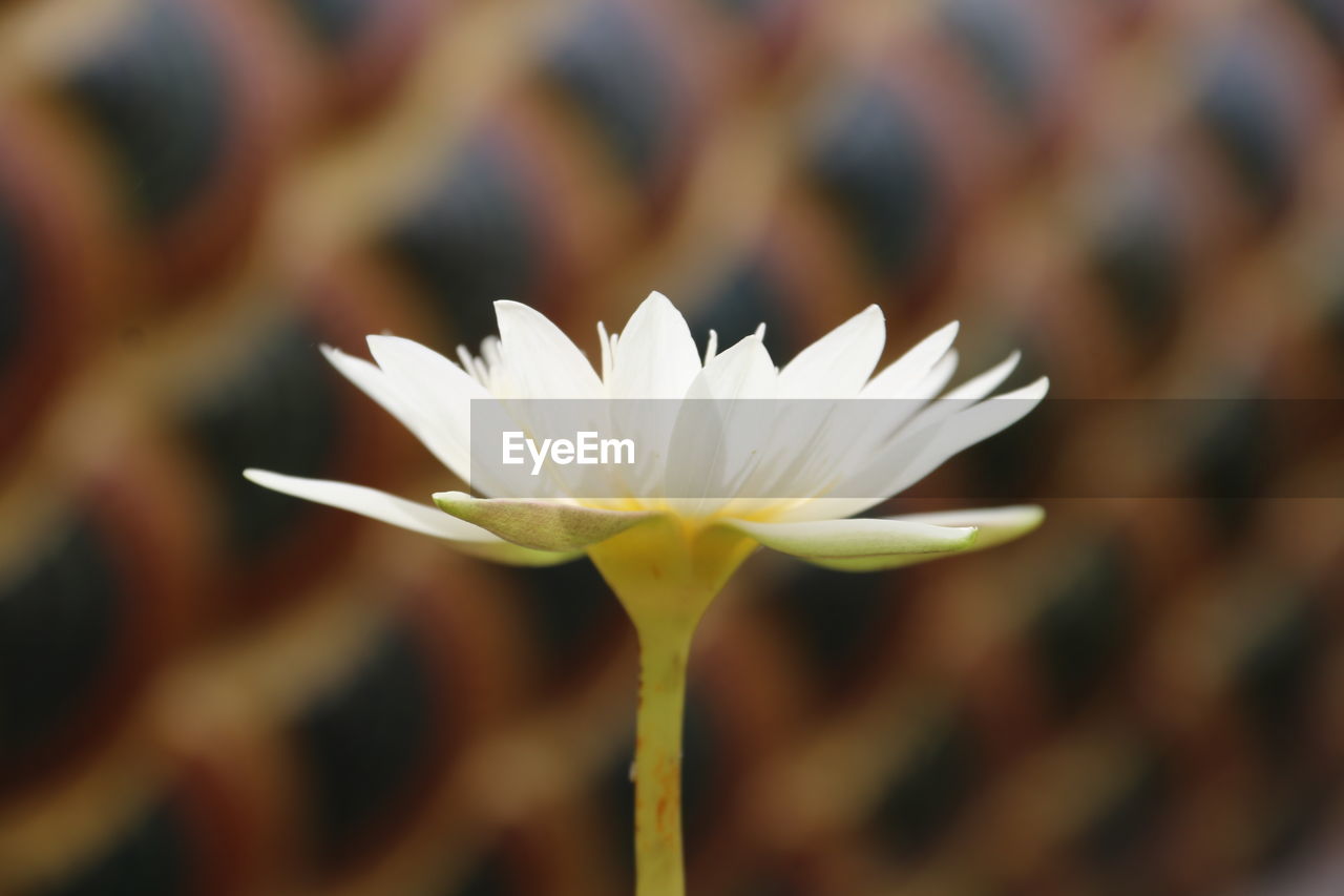 Close-up of white flowering plant