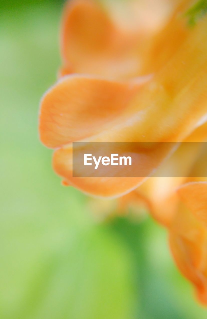 Close-up of orange flower blooming in park