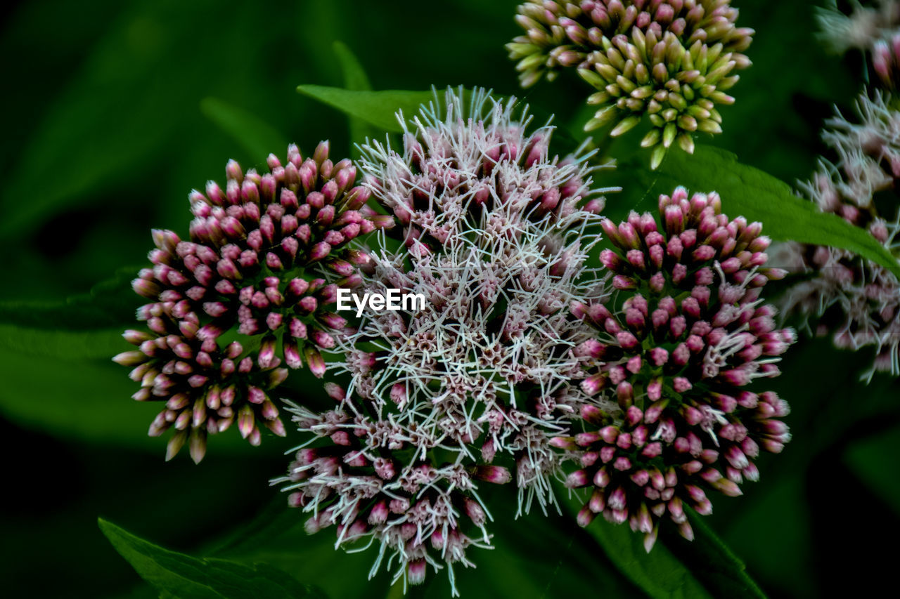 Close-up of flowers