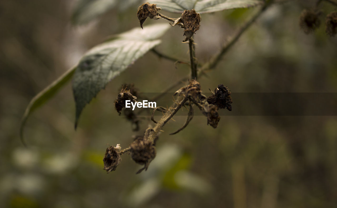 CLOSE-UP OF DRIED PLANT ON BRANCH