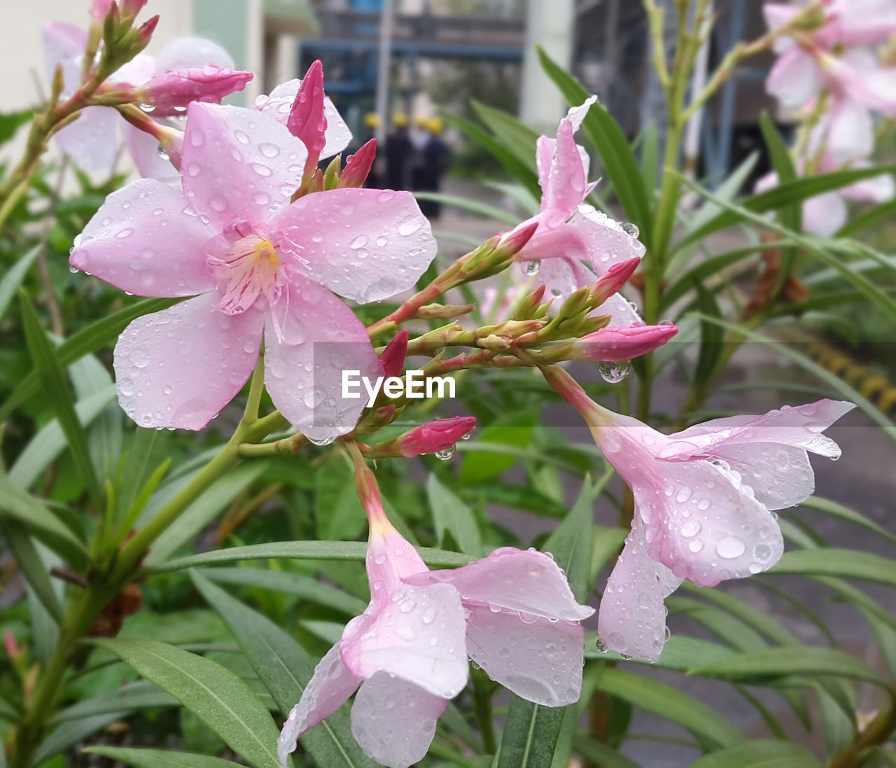 CLOSE-UP OF RAINDROPS ON PINK FLOWERS