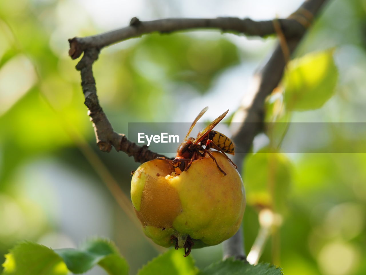 CLOSE-UP OF FRUITS ON TREE