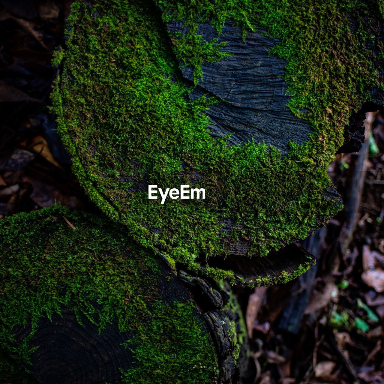 CLOSE-UP OF MOSS GROWING ON TREE