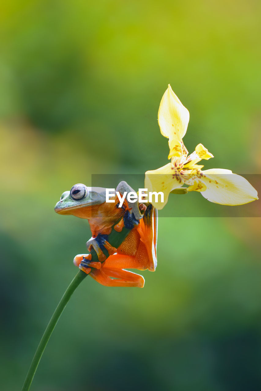 CLOSE-UP OF INSECT ON A FLOWER