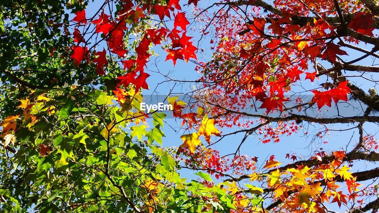 Low angle view of maple tree against sky