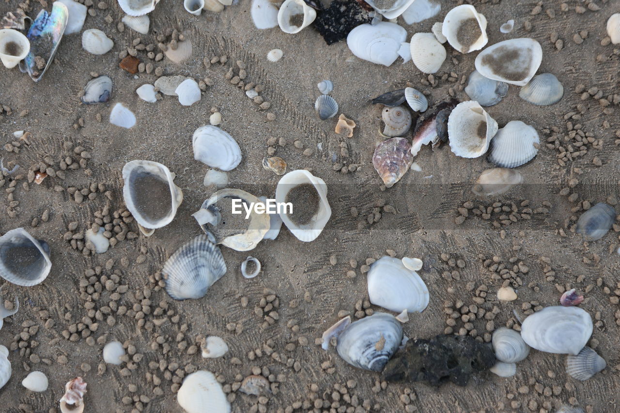 shell, beach, land, sand, high angle view, no people, seashell, large group of objects, nature, day, outdoors, variation, animal shell, pebble, stone, shape