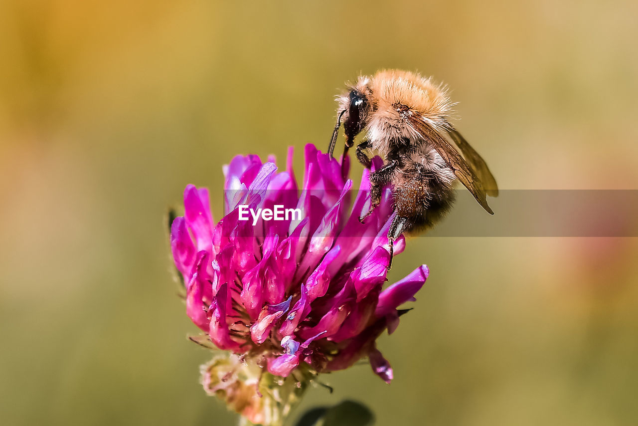 Close-up of bee pollinating on pink flower