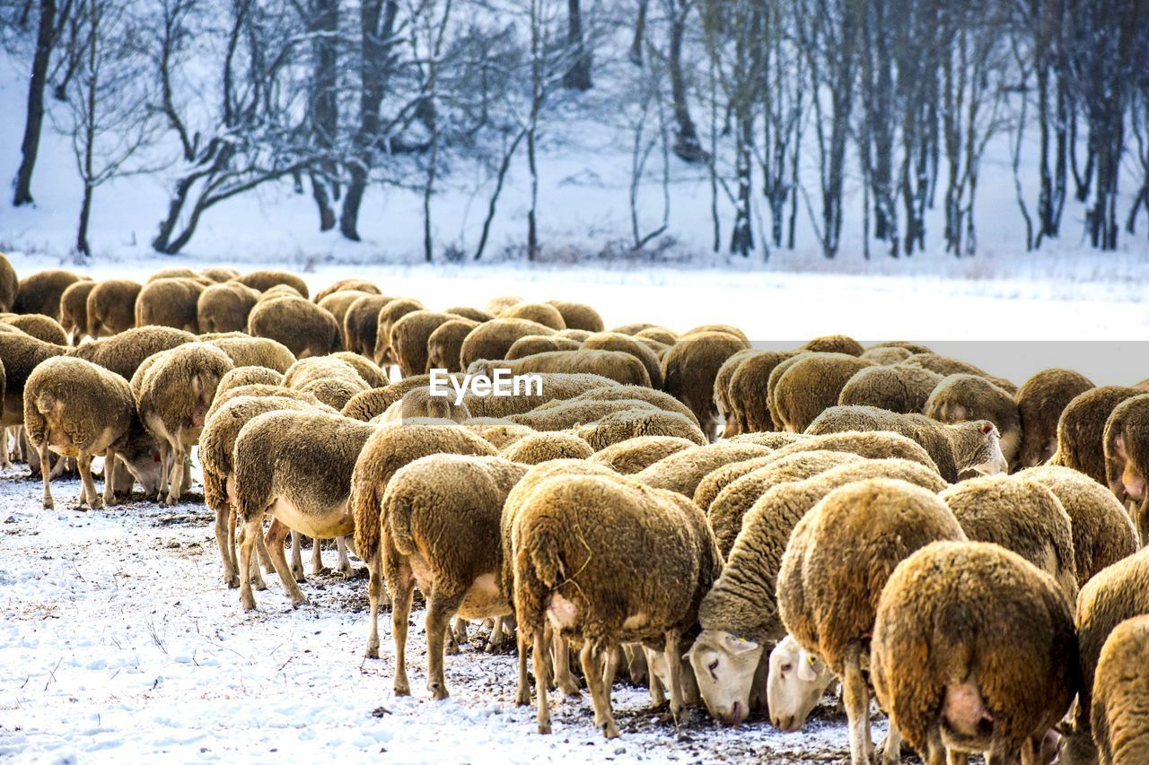HERD OF SHEEP ON SNOW