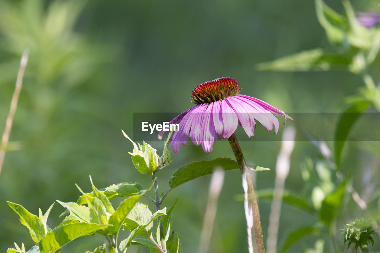 flower, flowering plant, plant, beauty in nature, animal wildlife, animal themes, freshness, animal, insect, nature, fragility, petal, close-up, growth, flower head, wildlife, one animal, wildflower, meadow, butterfly, no people, purple, focus on foreground, inflorescence, macro photography, outdoors, pink, summer, animal wing, green, springtime, environment, botany, plant part, food, day, leaf, selective focus