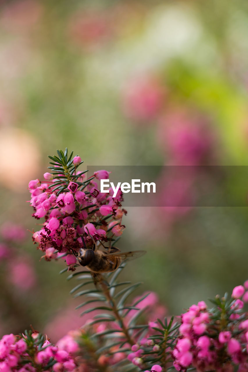 CLOSE-UP OF PINK FLOWERS