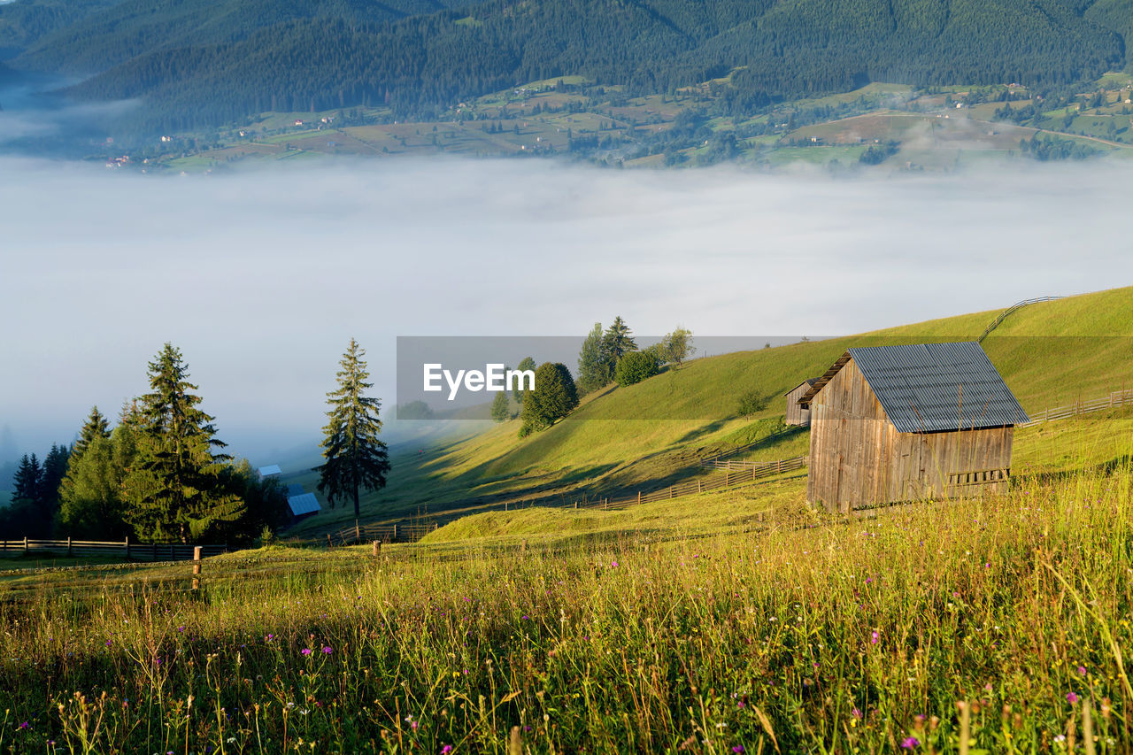 Scenic view of agricultural field