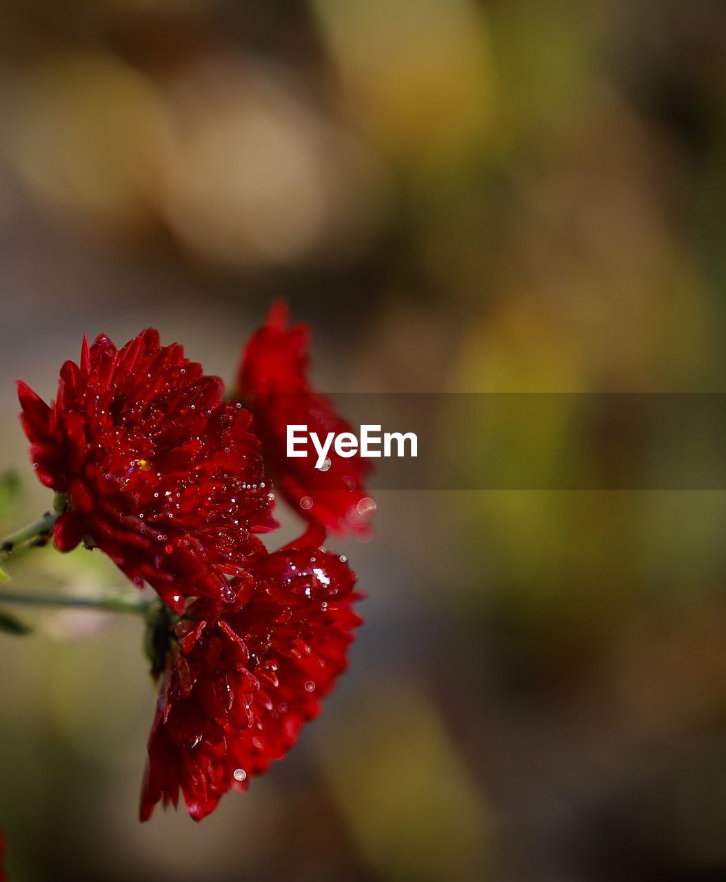 CLOSE-UP OF RED ROSE ON PLANT