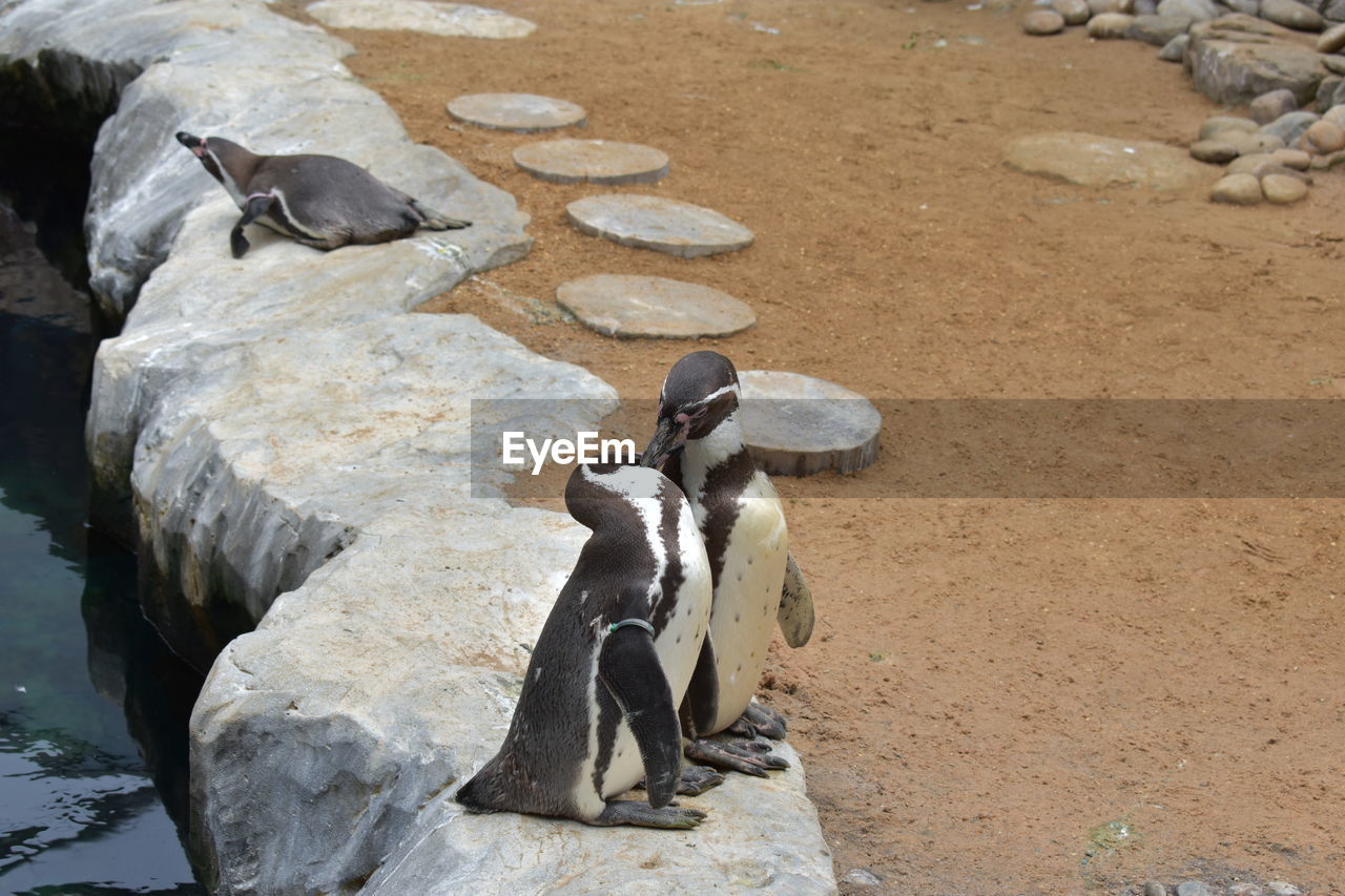 High angle view of penguins on rock