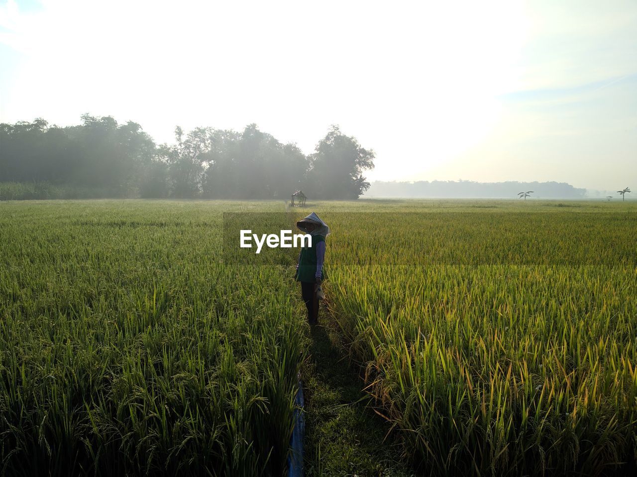 Man standing on agricultural field