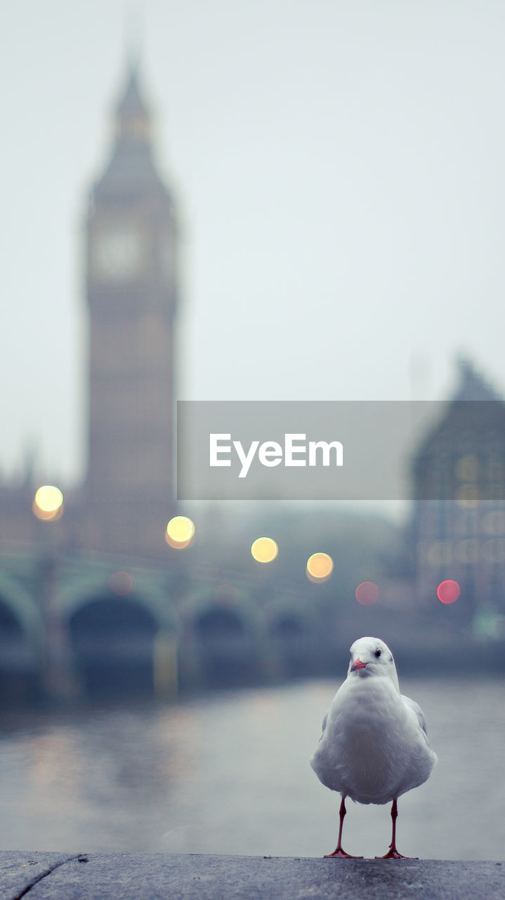 VIEW OF SEAGULL PERCHING ON A BUILDING