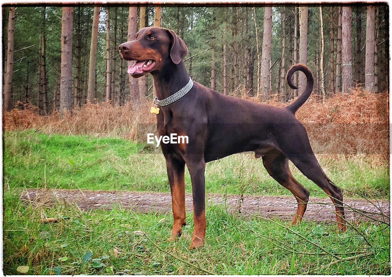 Doberman pinscher standing on grassy field against trees