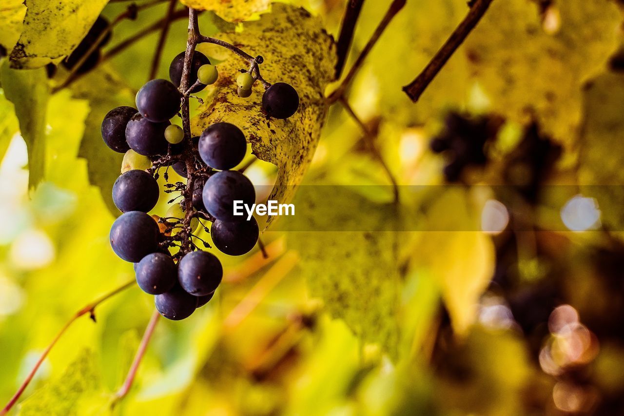 Close-up of grapes hanging on tree