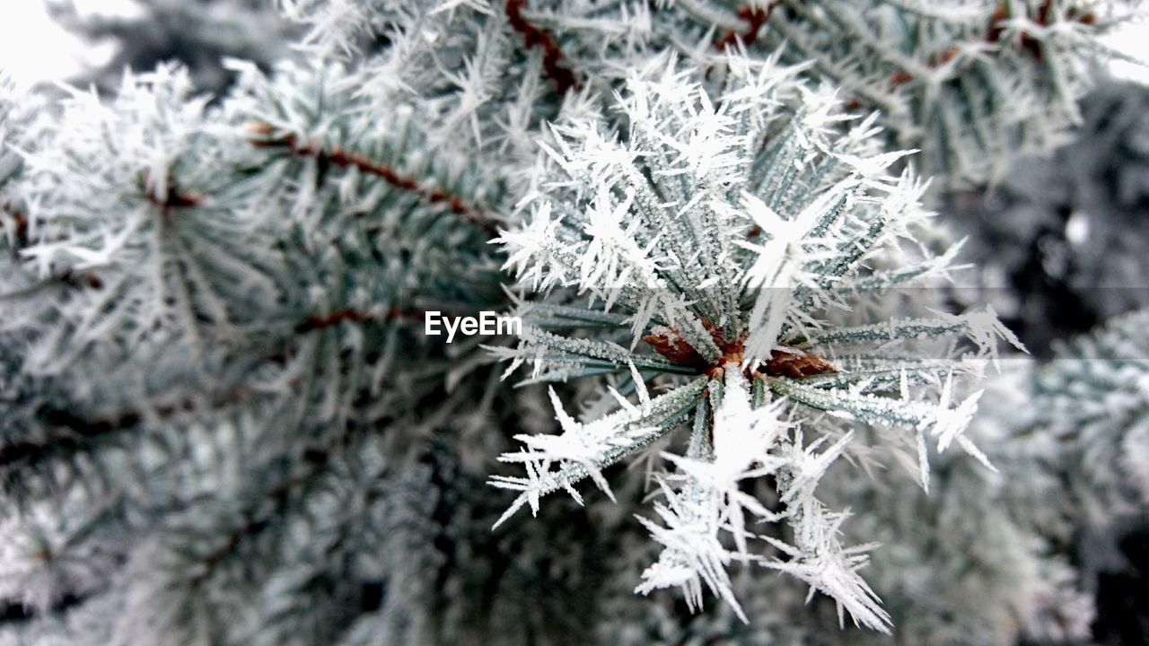 CLOSE-UP OF FROZEN TREE BRANCHES DURING WINTER