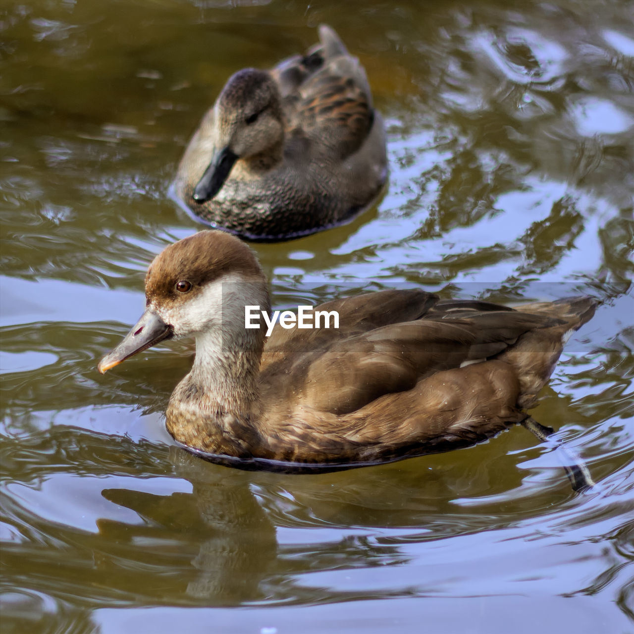 Ducks swimming in lake