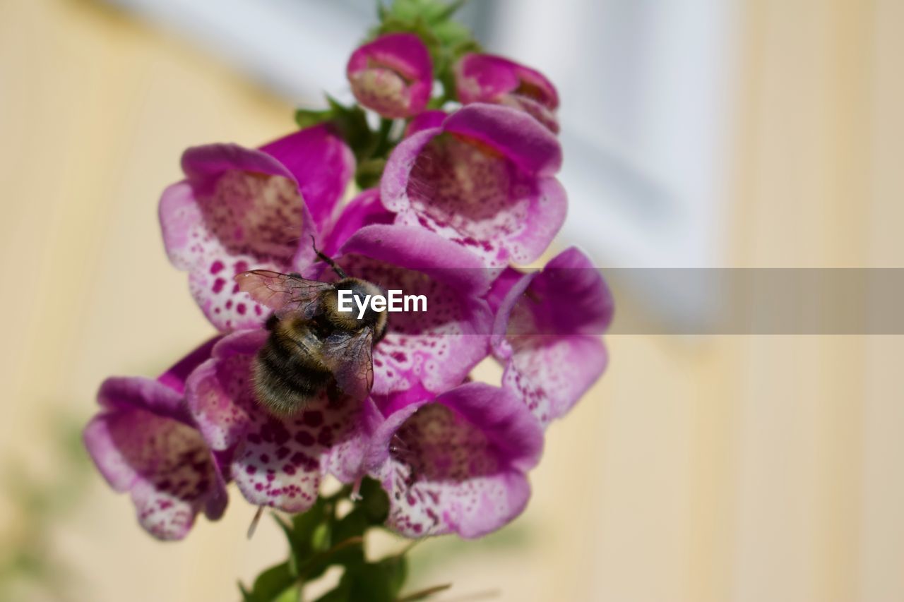 Close-up of bee pollinating on purple flower