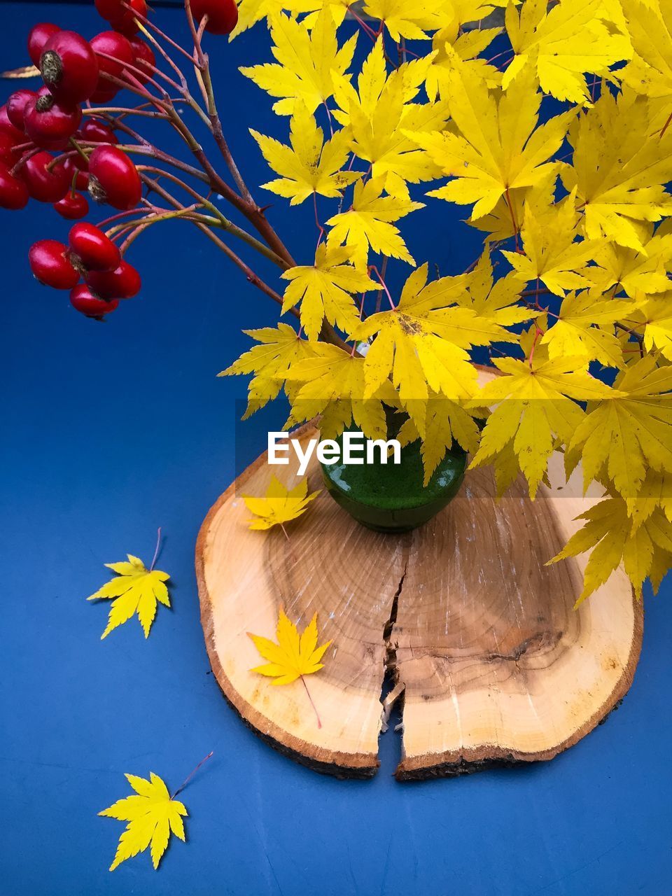 High angle view of maple leaves and rose hips on table