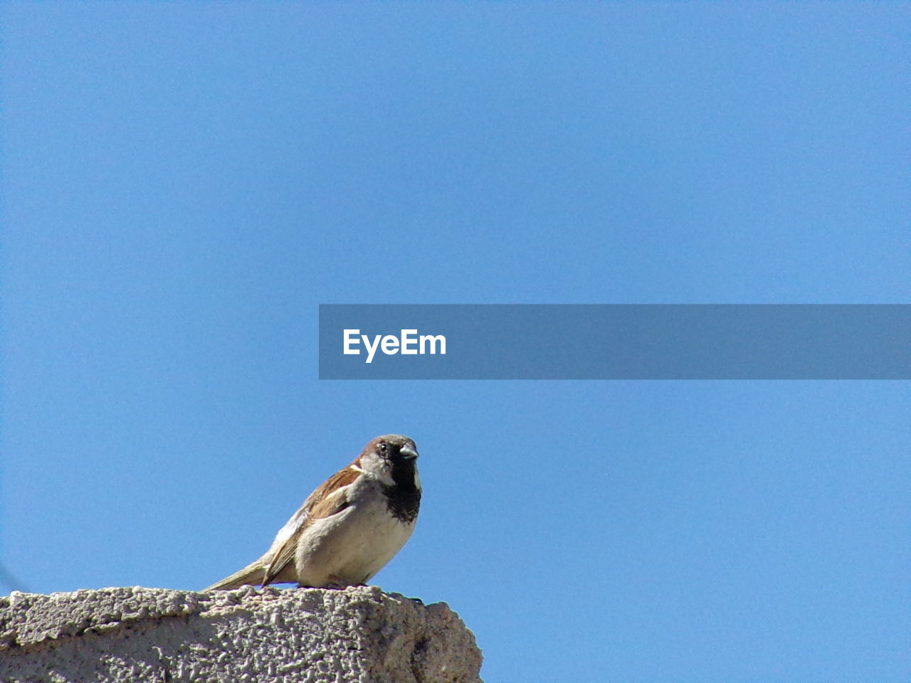 LOW ANGLE VIEW OF BIRD PERCHING AGAINST CLEAR BLUE SKY