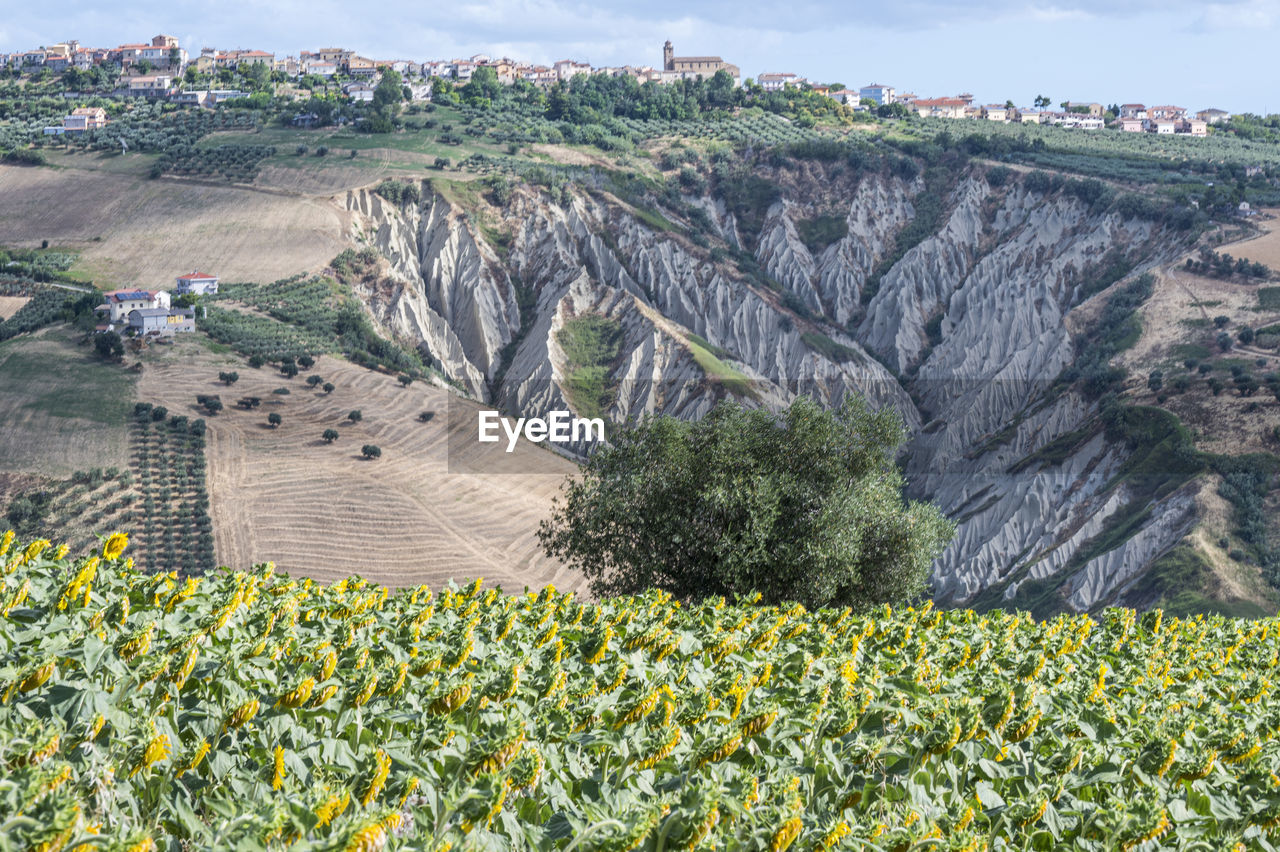 Panorama of atri with its beautiful badlands and a field of sunflowers