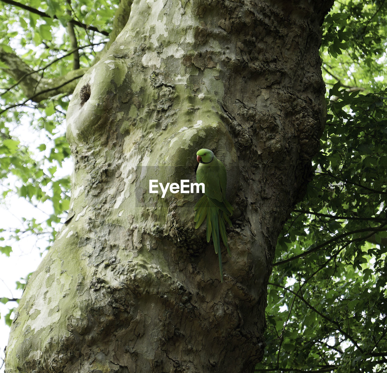 LOW ANGLE VIEW OF PARROT PERCHING ON TREE