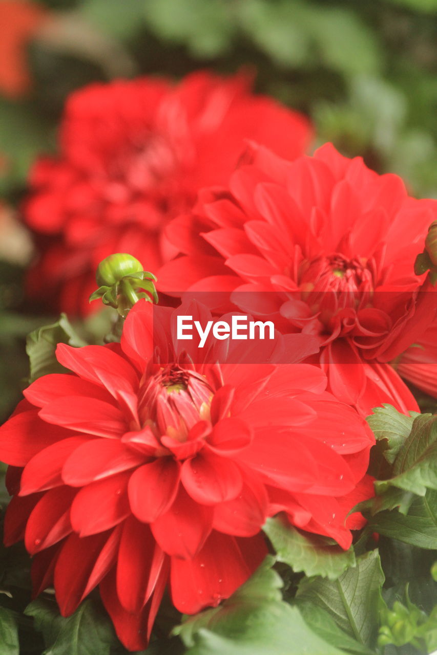 flower, flowering plant, plant, freshness, beauty in nature, petal, flower head, close-up, fragility, red, inflorescence, nature, growth, dahlia, focus on foreground, no people, plant part, outdoors, leaf, day, pollen, springtime, vibrant color