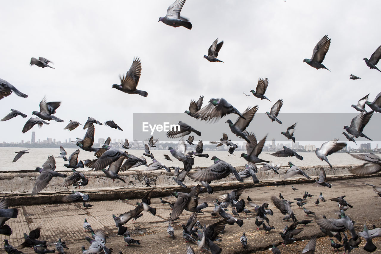 Pigeons flying over walkway by sea against sky