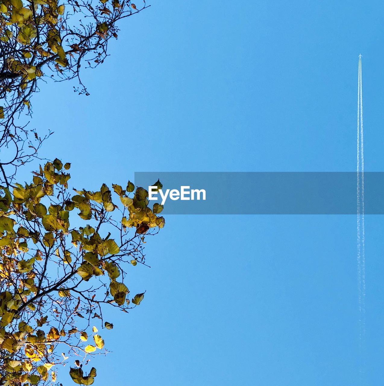 LOW ANGLE VIEW OF TREE AGAINST BLUE SKY