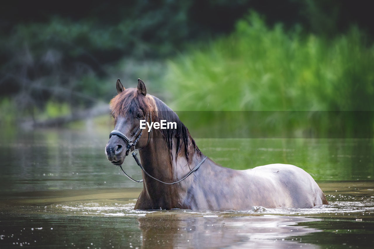 close-up of horse standing against lake