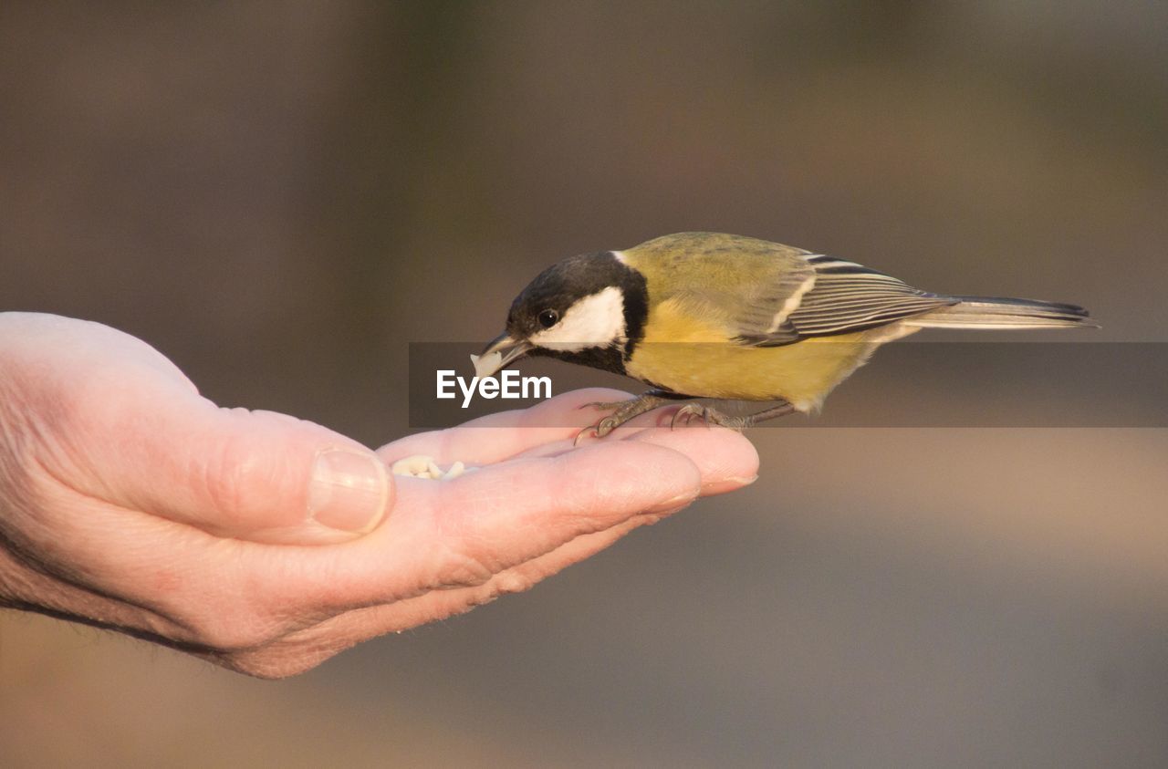 Close-up of hand holding bird