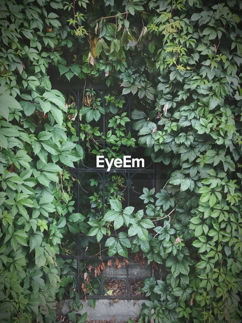 CLOSE-UP OF IVY GROWING ON PLANT