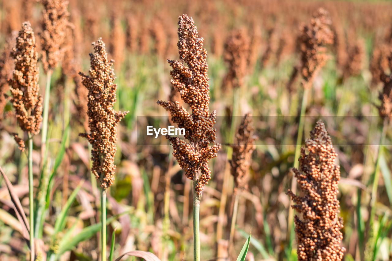 Close-up of fresh plants on field