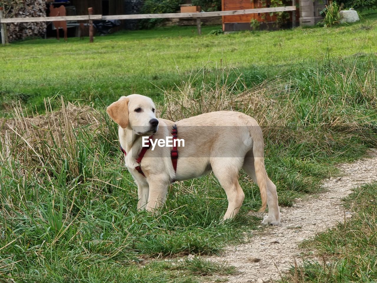 DOG LYING ON GRASS