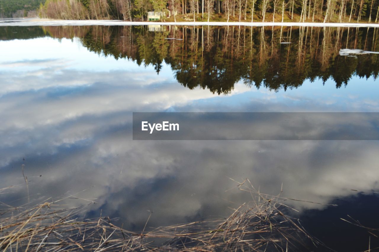 REFLECTION OF TREES IN LAKE