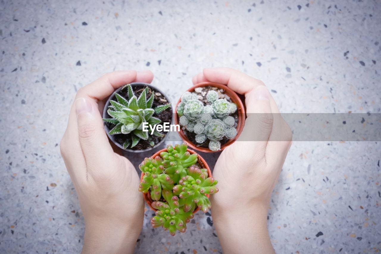 DIRECTLY ABOVE SHOT OF HAND HOLDING SUCCULENT PLANT OUTDOORS